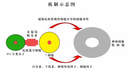 超级抗原作用机制图解